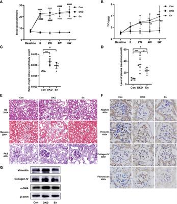 Sacubitril/Valsartan contributes to improving the diabetic kidney disease and regulating the gut microbiota in mice